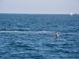 Tn CANNES ANTIBES 097